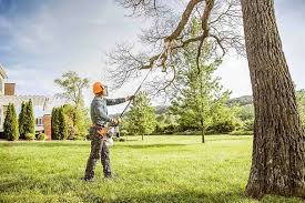 How Our Tree Care Process Works  in Bardmoor, FL